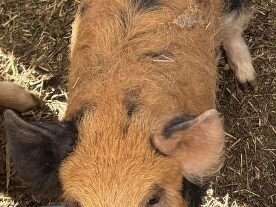 Kunekune Piglets