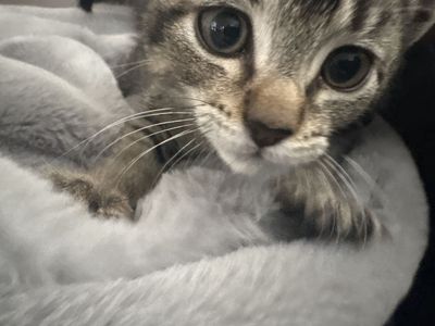 Kitten for sale asap
