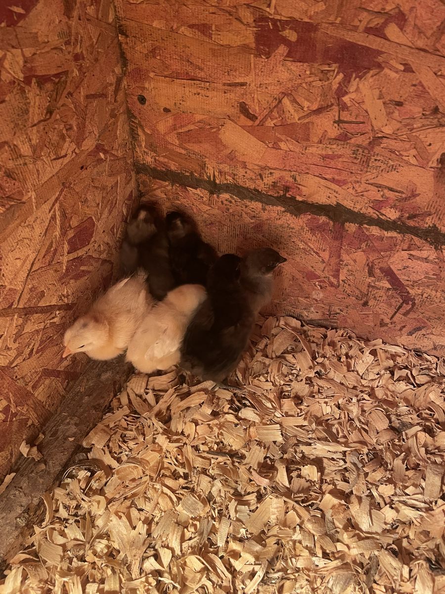 Female chicks - mystic onyx, Easter eggers, silver laced, golden comet