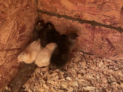 Female chicks - mystic onyx, Easter eggers, silver laced, golden comet