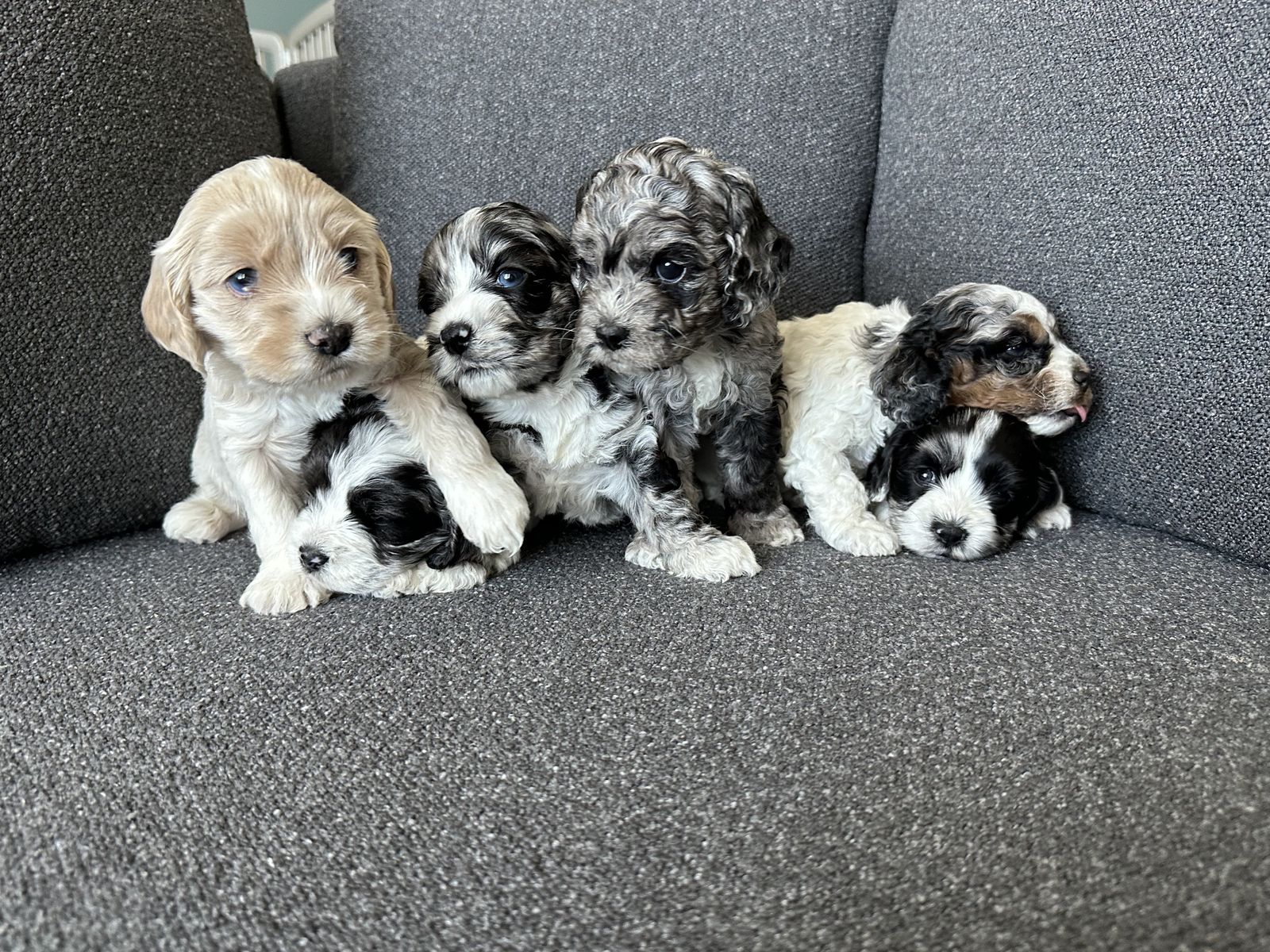 Mini/toy Cockapoos