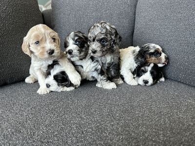 Mini/toy Cockapoos
