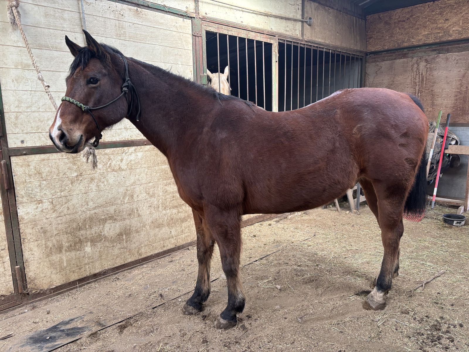 Appendix Bay Gelding Horse (Kip)
