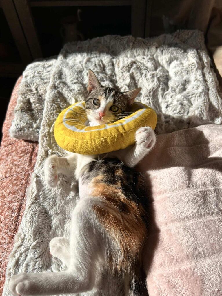 SWEET, Spayed 3-month Calico Cuddly Female