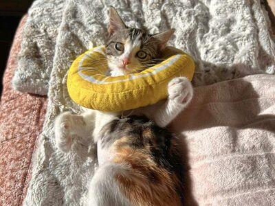 SWEET, Spayed 3-month Calico Cuddly Female