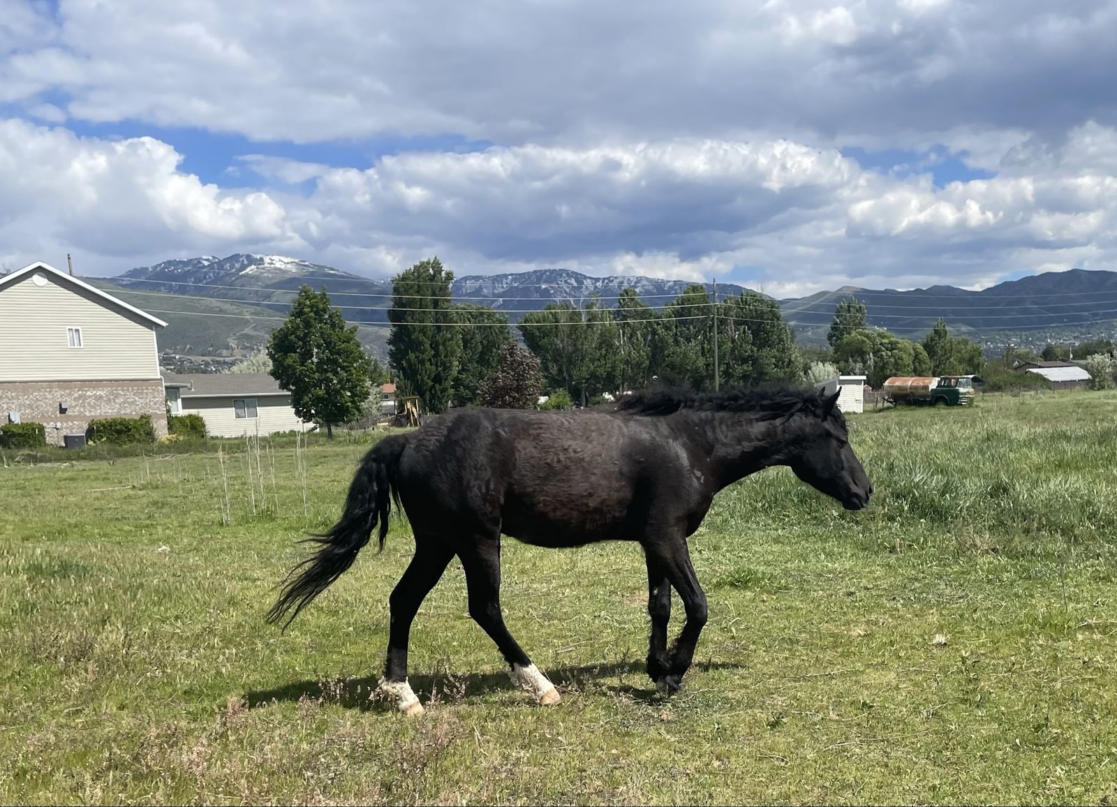 3 Yr old Foxtotter Gelding, Fox Trotter, Gaited