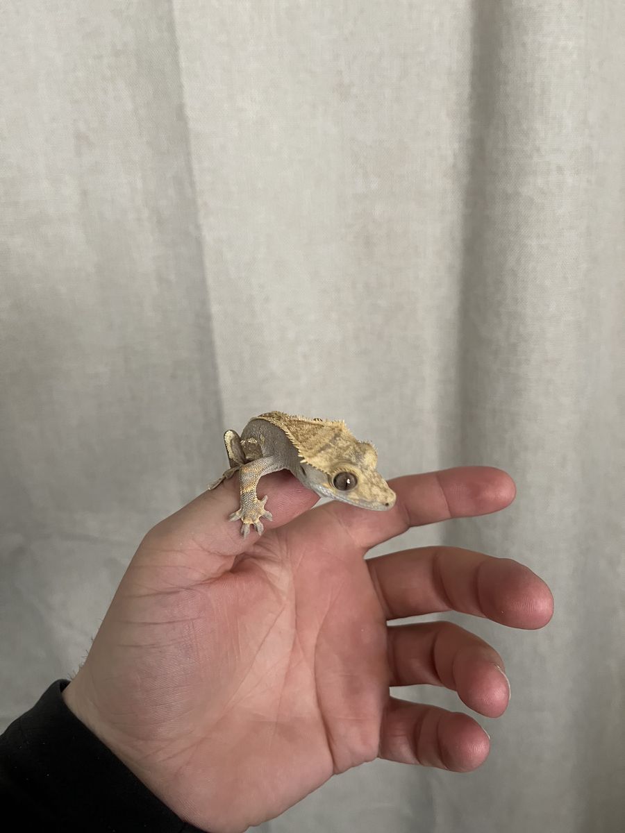 Crested Gecko