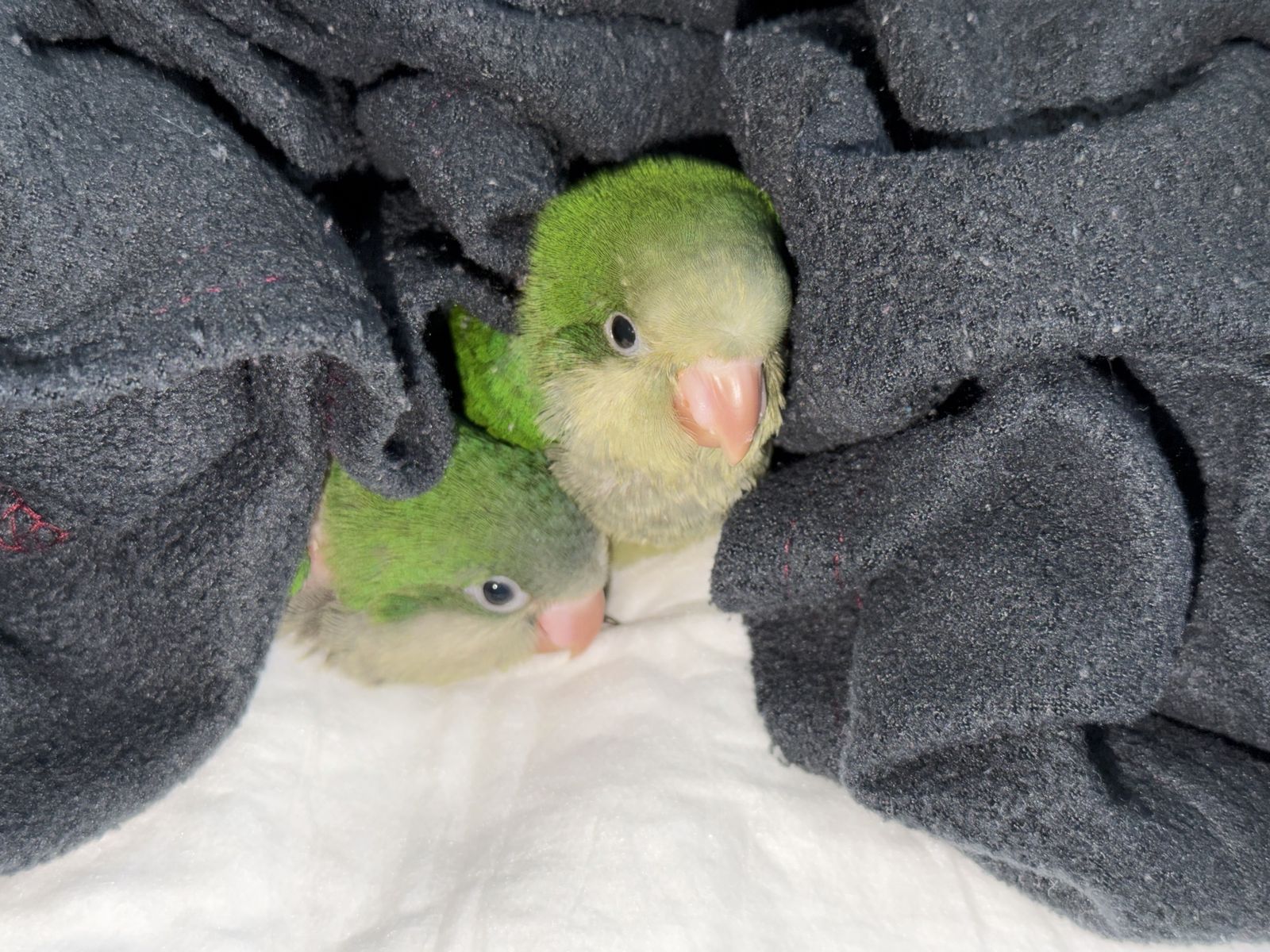 Hand‑Raised Baby Quaker Parrots – Best Age for Bonding & Training - Perfect for first time owners