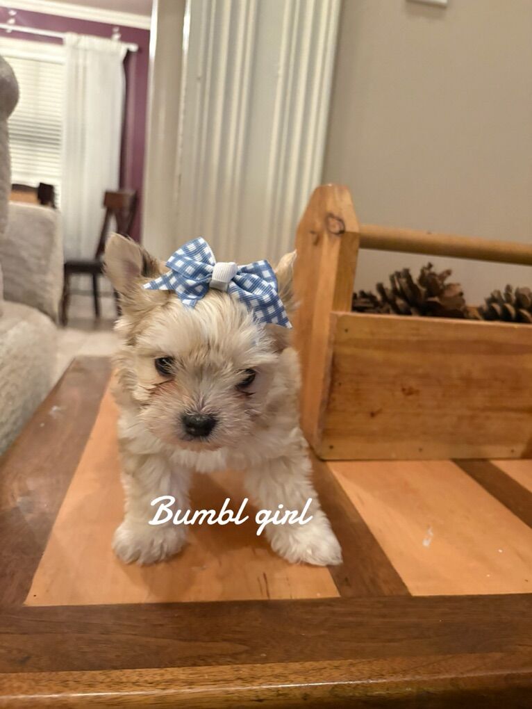 Girls Yorkie Puppies