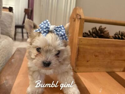 Girls Yorkie Puppies