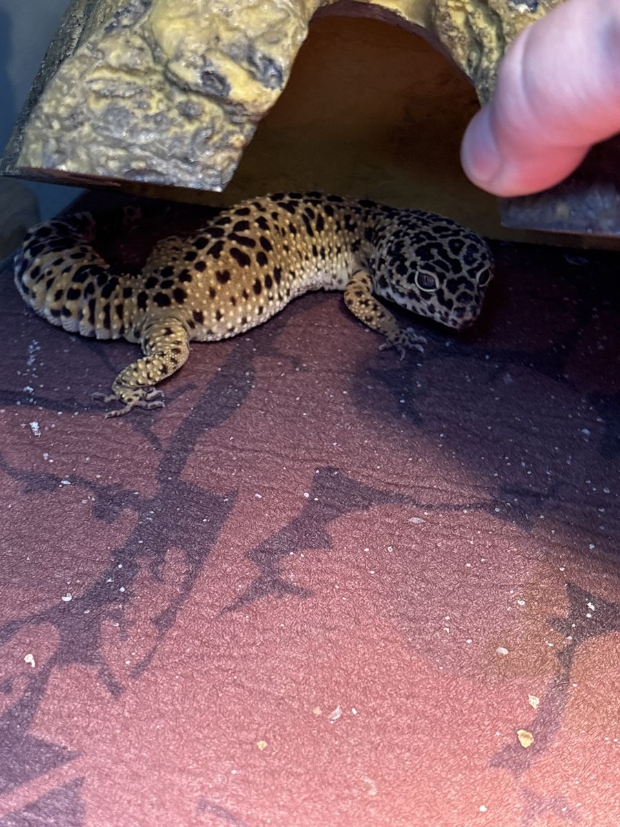 Leopard Gecko with Full Tank Setup - Healthy Reptile, Ready for New Home