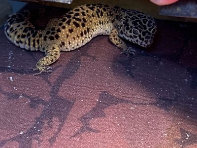 Leopard Gecko with Full Tank Setup - Healthy Reptile, Ready for New Home