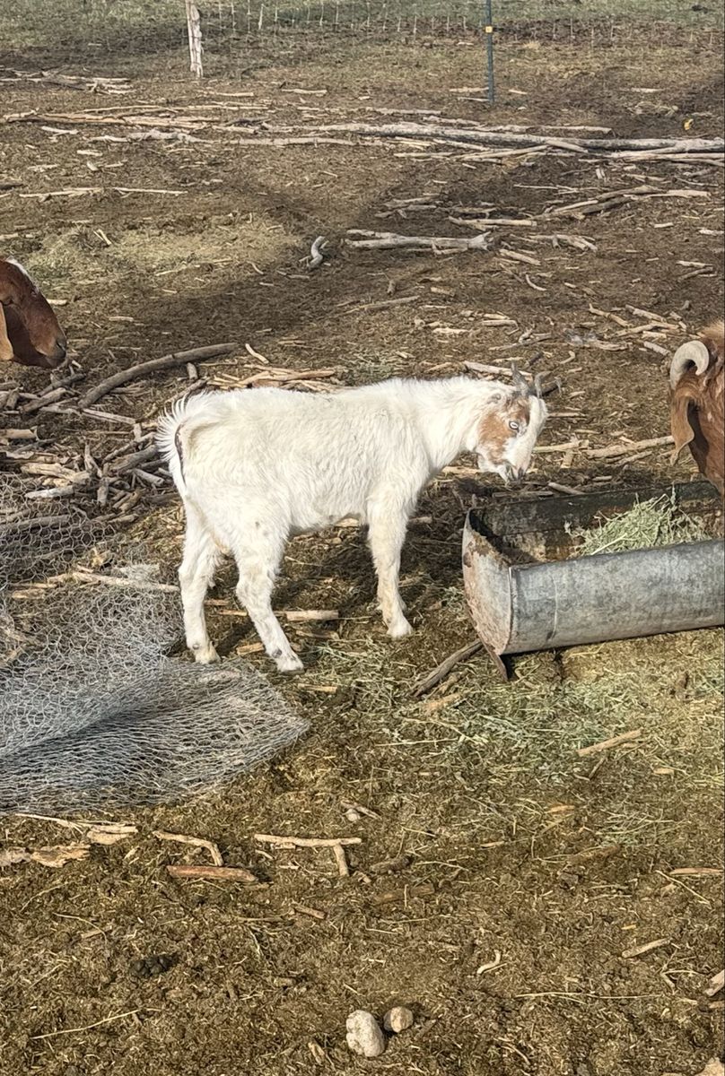 5 month old lamancha buck