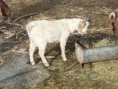 5 month old lamancha buck