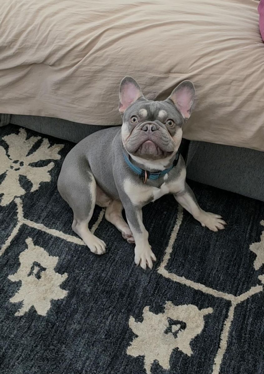 AKC French Bulldog Puppy - Lilac & Creme Frenchie one year old
