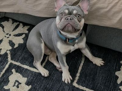 AKC French Bulldog Puppy - Lilac & Creme Frenchie one year old