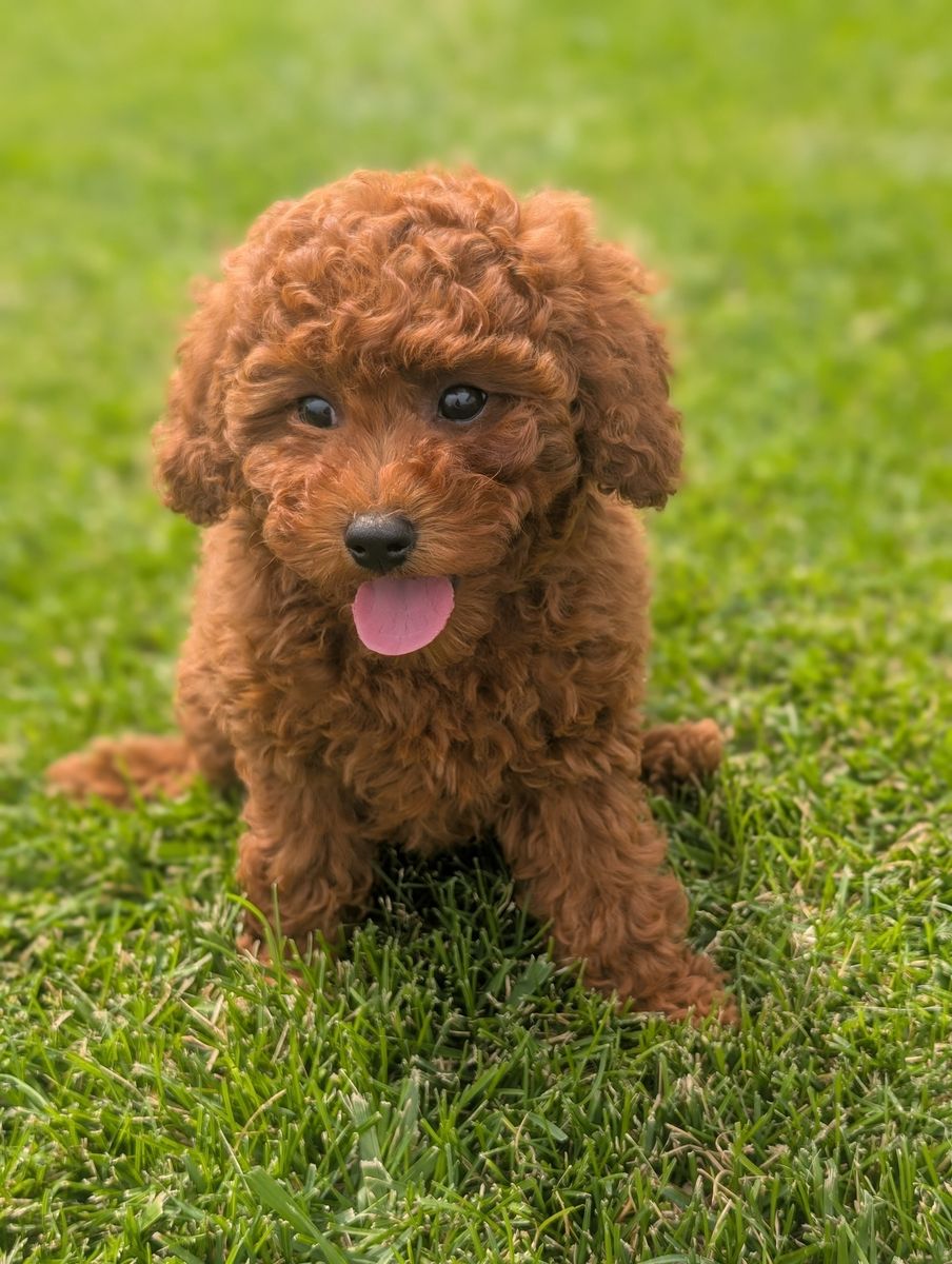 Dark Red Mini Poodle
