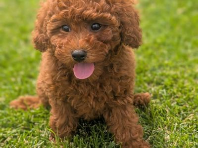 Dark Red Mini Poodle