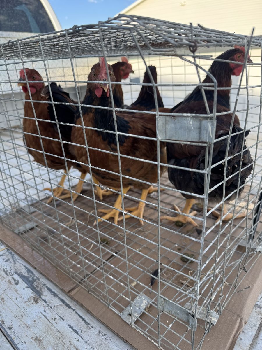 Rooster