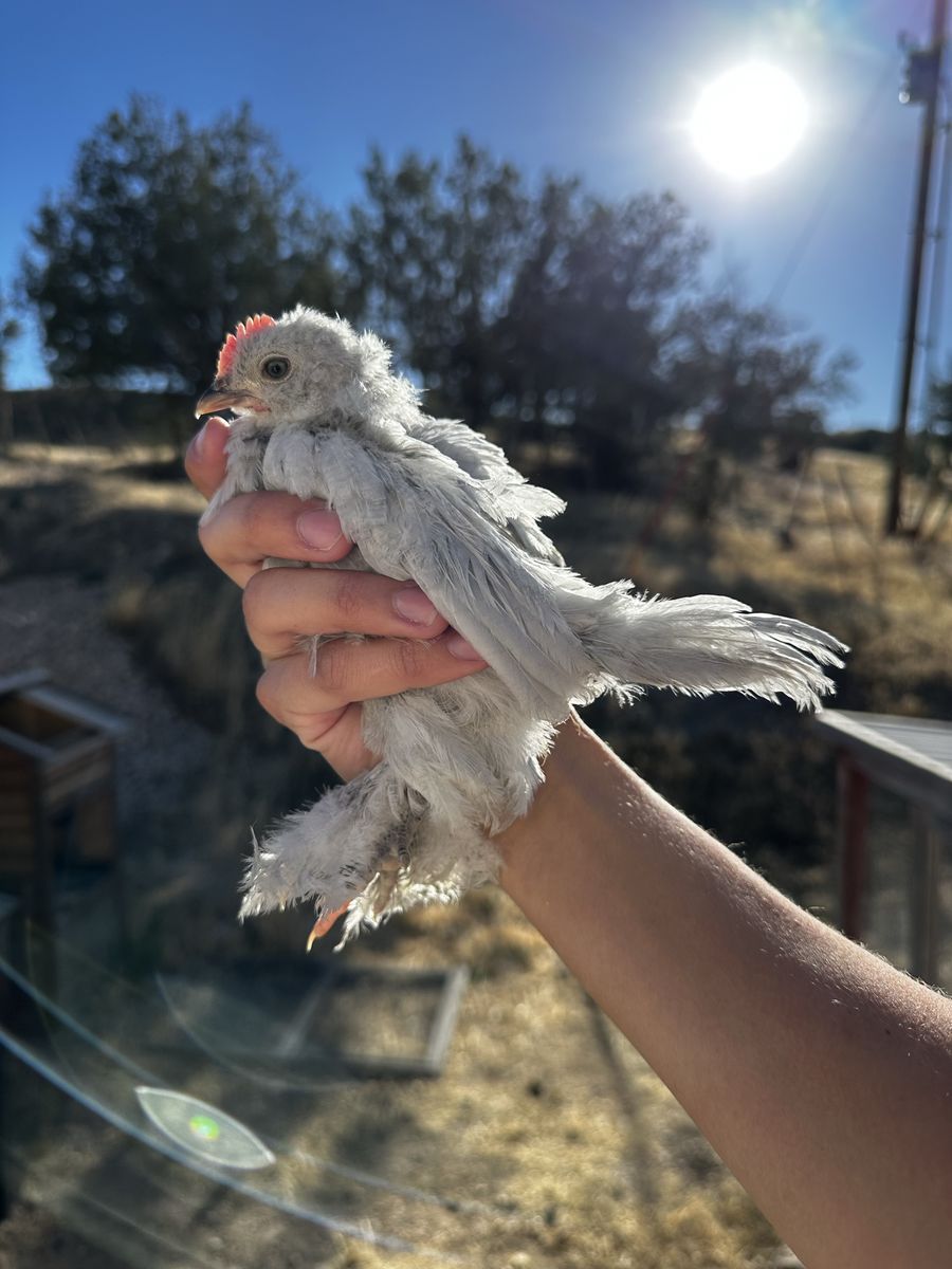 Lavender d’Uccle Bantam