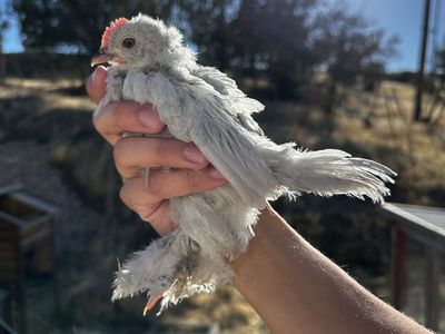 Lavender d’Uccle Bantam