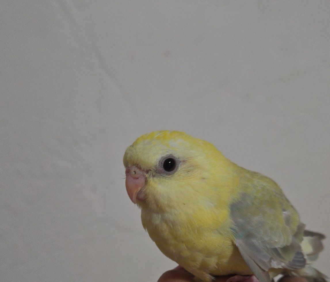 Red Rump Parakeet