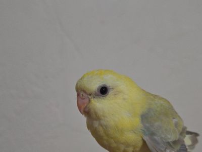 Red Rump Parakeet