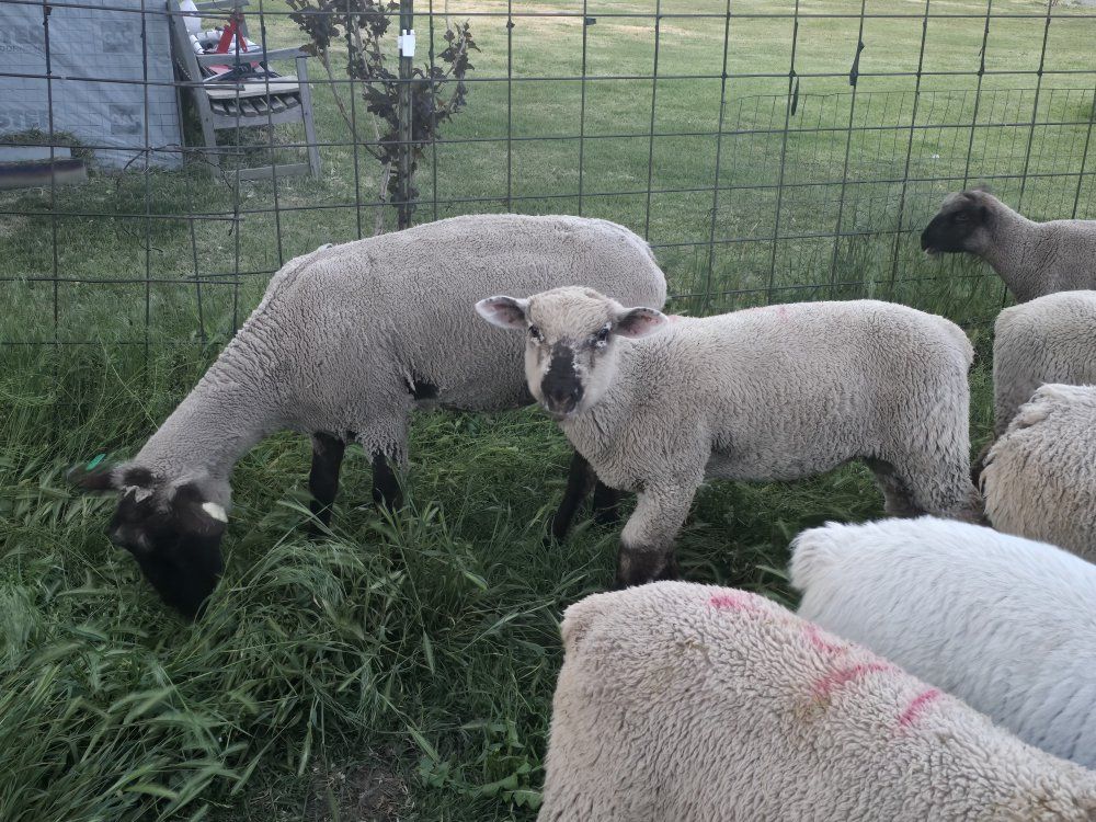 Ram lambs good for 4-H / FFA / Show