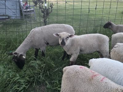 Ram lambs good for 4-H / FFA / Show