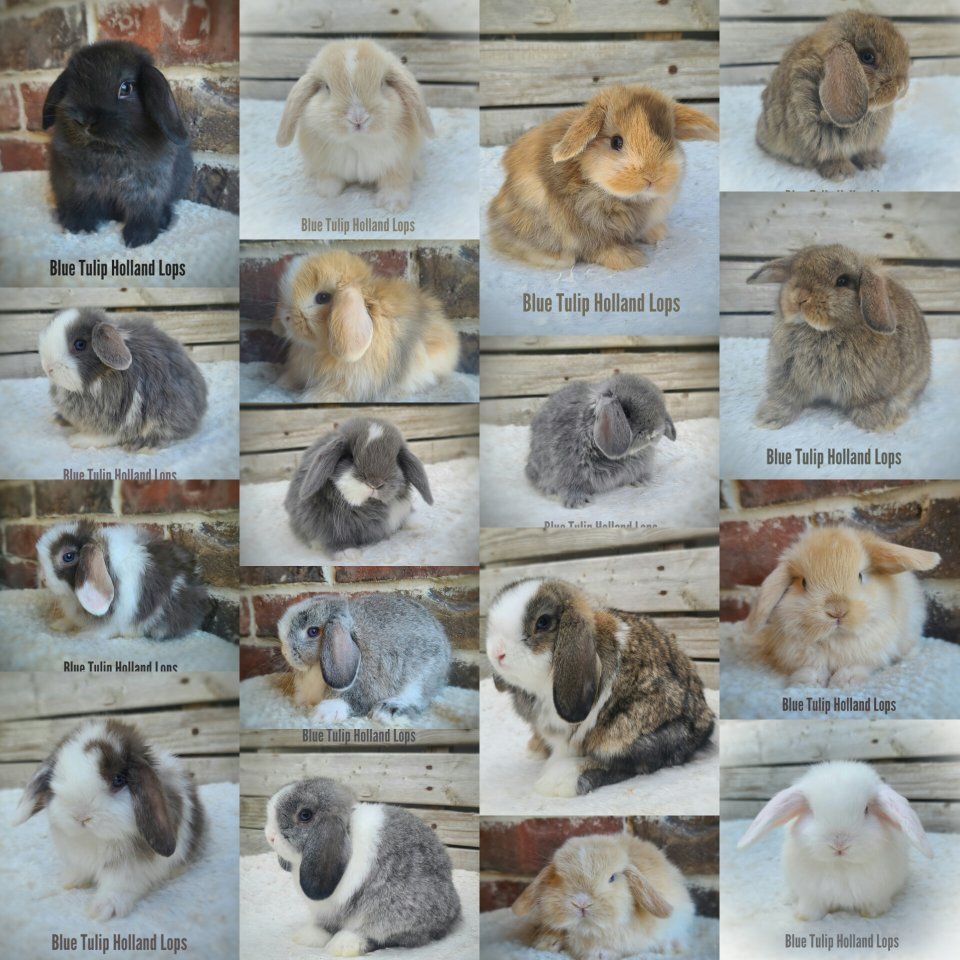 Beautiful Holland Lops