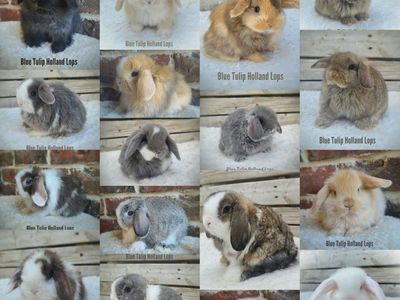 Beautiful Holland Lops