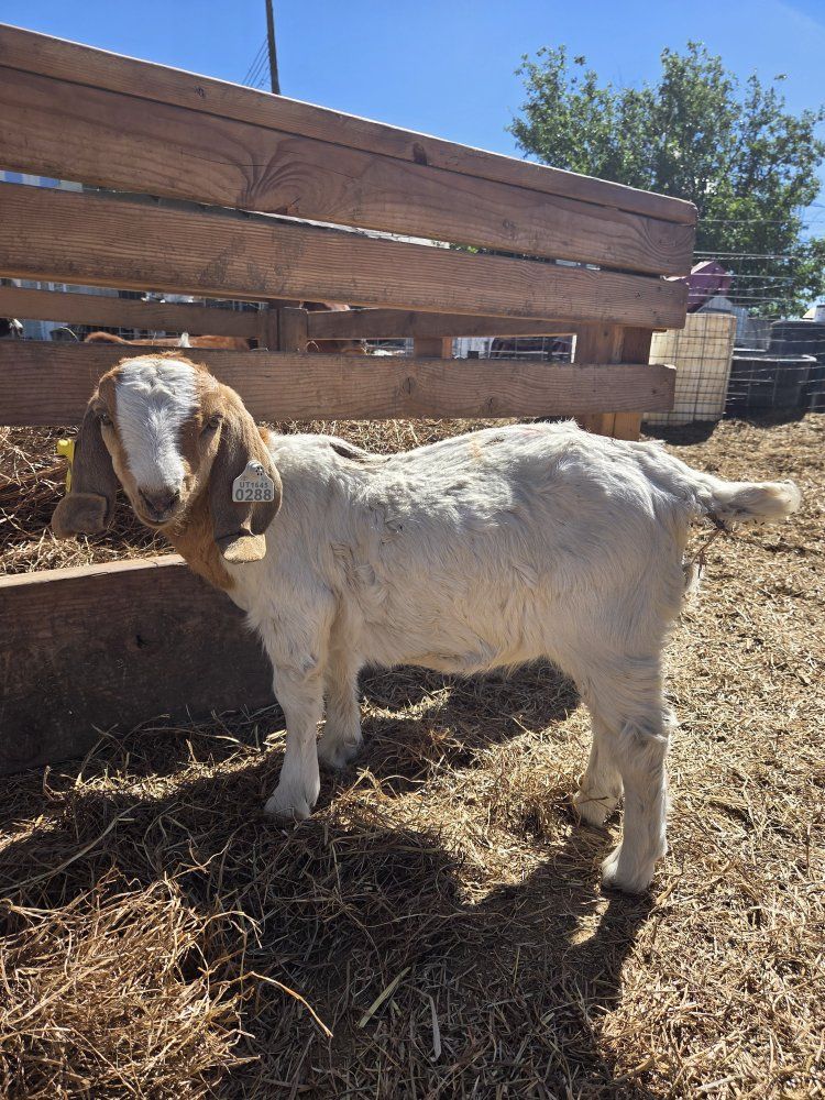 wether Boer goats