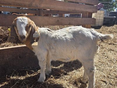 wether Boer goats