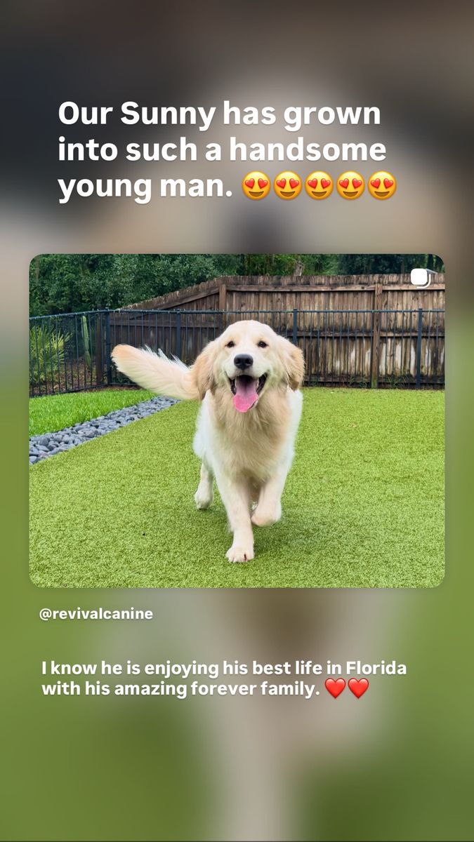 AKC Golden Retriever Puppies Upcoming Litter Expected July 19th.