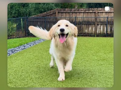AKC Golden Retriever Puppies Upcoming Litter Expected July 19th.