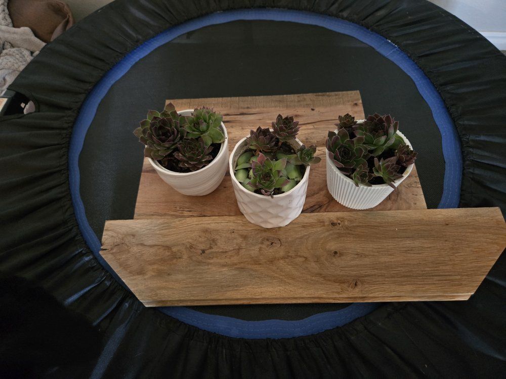 Beautiful chicken and hens