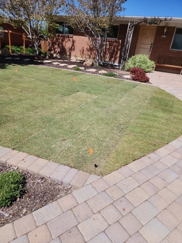 Tahoma31 hybrid Bermudagrass delivered