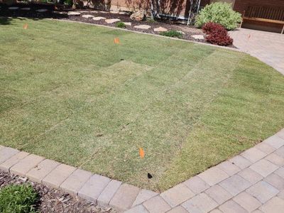 Tahoma31 hybrid Bermudagrass delivered