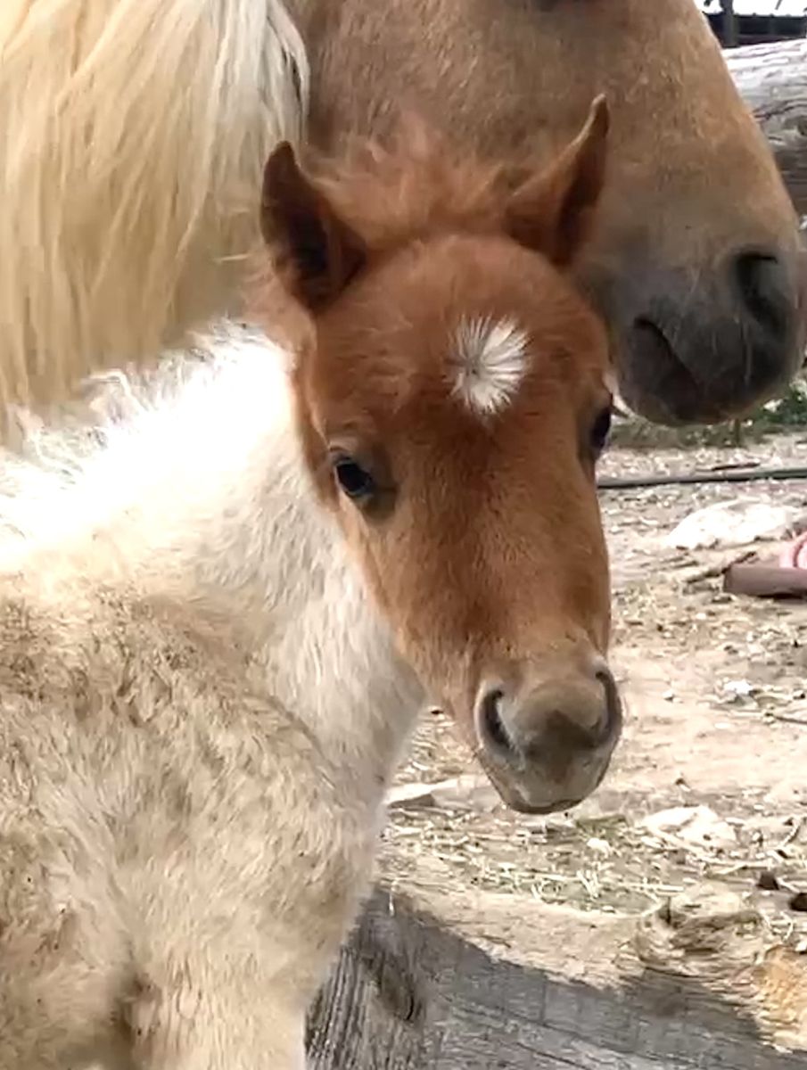 Mini / miniature horse filly