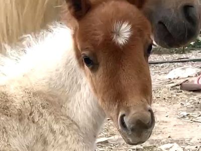 Mini / miniature horse filly