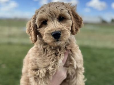 GORGEOUS Australian Labradoodles