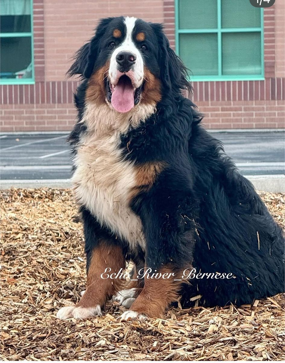 AKC Bernese Mountain Dog (spayed female)