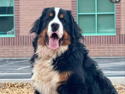 AKC Bernese Mountain Dog (spayed female)