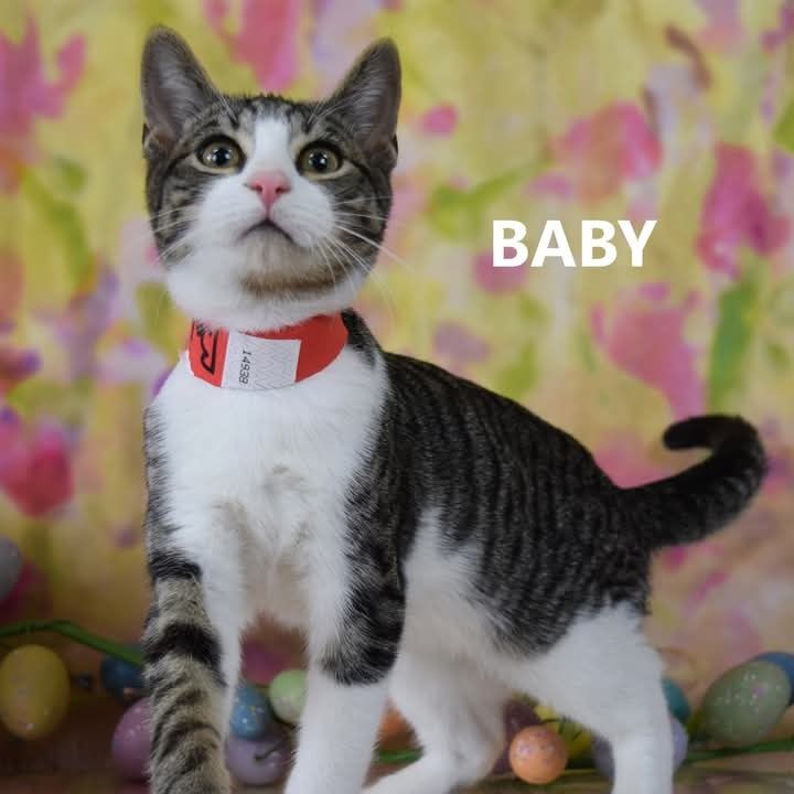 Hello my name is Baby