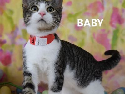 Hello my name is Eagle