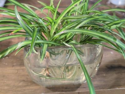 6 Spider Plant Babies Rooted in Water