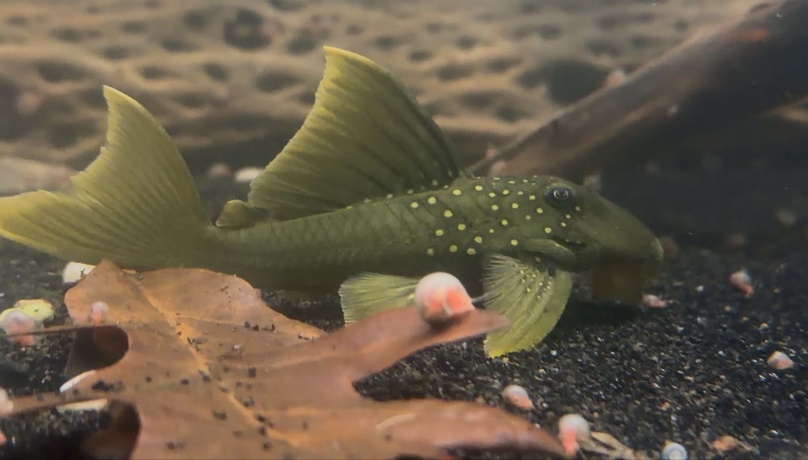 Green phantom high fin