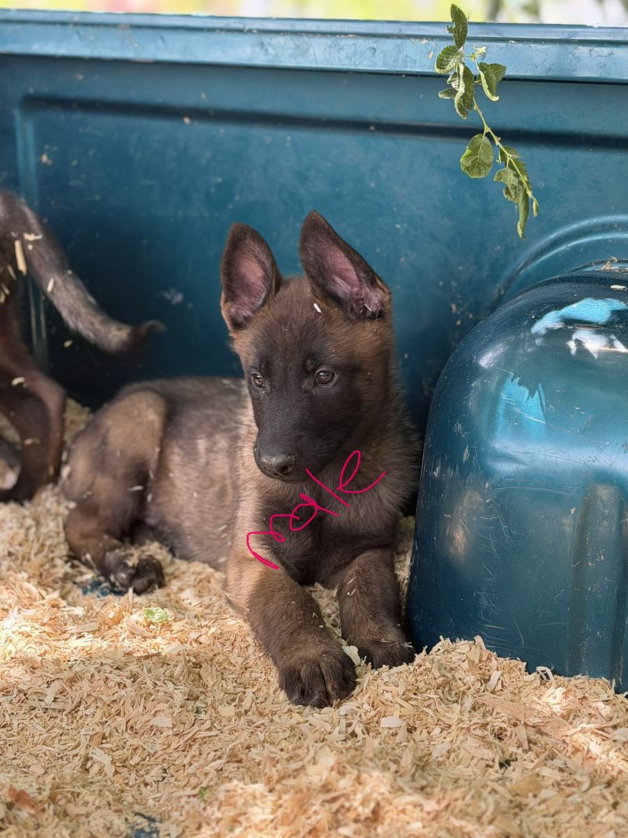 Belgian Shepherds