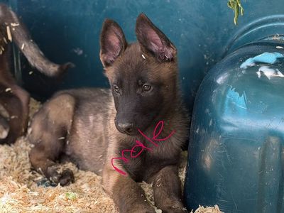Belgian Shepherds