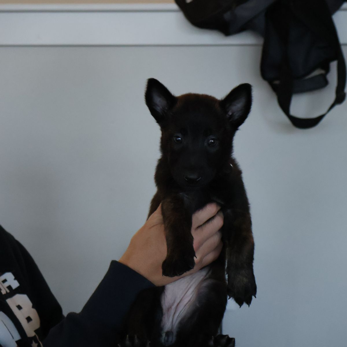 Belgian Malinois/Dutch shepherd puppies. 
